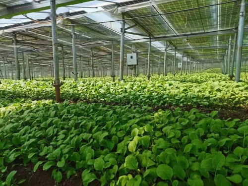 助平價菜更快更多端上百姓餐桌，海口這樣做